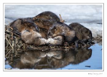 Huddle of Muskrats 2.jpg